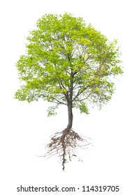 Tree with a root on a white background