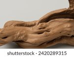 tree root on white isolated background