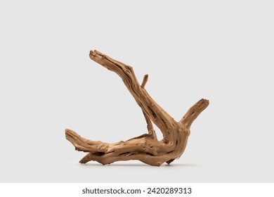 tree root on white isolated background