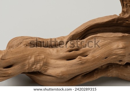 tree root on white isolated background