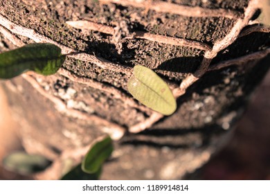 tree root rising