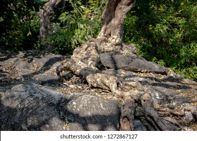 Tree root splitting apart the rock. Plant roots grow down into the rock and it can break down. The roots of tree can force deeper into the rock as the roots and the plant continue to grow, splitting t