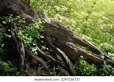 Tree root. Spring flowers in rays of light between huge roots. Large ornate tree root. Natural background