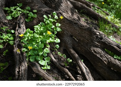 Tree root. Spring flowers in rays of light between huge roots. Large florid tree root close up. Natural background