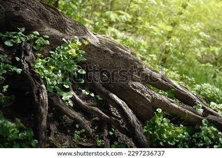 Tree root. Spring flowers in rays of light between huge roots. Large ornate tree root. Natural background