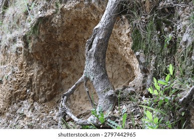 tree root system anchored in rocky hillside, tree trunk partially covered in lichen, surrounding dirt, rock eroded (macro, close-up)