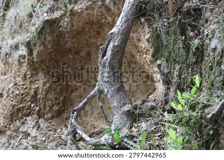 tree root system anchored in rocky hillside, tree trunk partially covered in lichen, surrounding dirt, rock eroded (macro, close-up)
