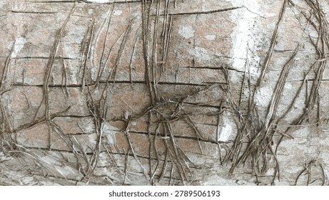 Tree Root Wall Texture dry climbing roots over aged wall surface creating organic patterns, ideal for nature backgrounds, environmental themes, and design textures