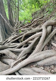 Tree Roots Along Guadalupe River In Texas