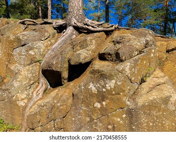 Tree Roots Break Through The Rock. High Quality Photo