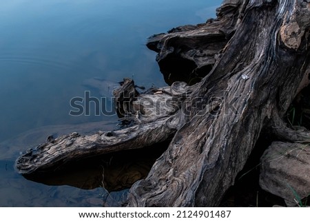 tree roots by the river tree roots river view Root out of focus