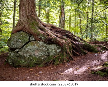 Tree roots clinging to big rock. Trees can grow in many different places. - Powered by Shutterstock