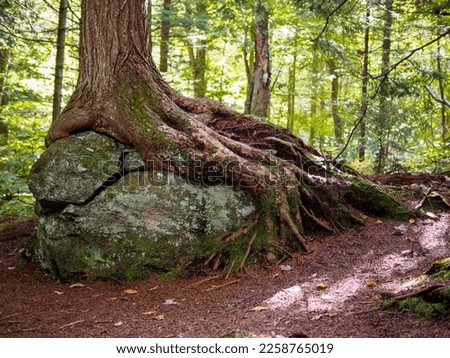 Tree roots clinging to big rock. Trees can grow in many different places.