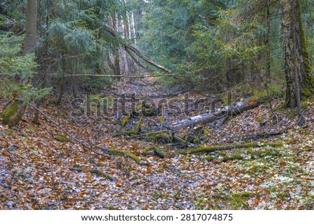 Tree roots detail. Close view of tree roots among fallen leaves. Indepth detail of tree root structure and surrounding forest debris in gentle daylight