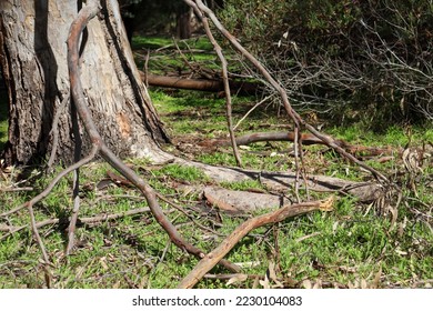 tree roots and fallen branches of eucalyptus in bushland