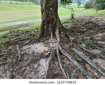 tree roots, firmly embedded in the ground, unique, old tree