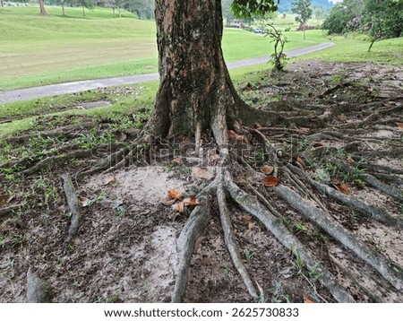 tree roots, firmly embedded in the ground, unique, old tree