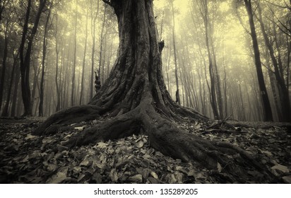 Tree Roots In A Foggy Dark Forest Vintage Photo