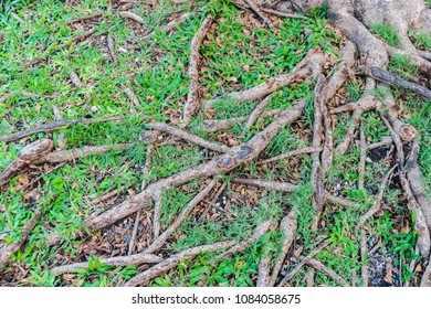 Tree roots and grass texture