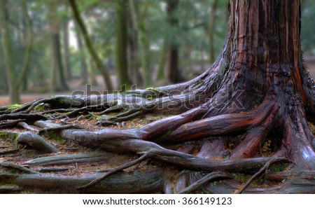 tree roots and green forest