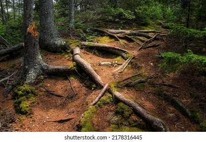 Tree roots in the ground. Roots of trees. Tree roots in ground. Forest tree roots