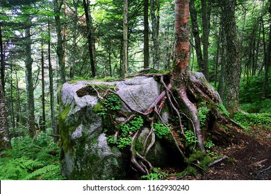 Tree Roots Growing on Rock in Irving Nature Park, New Brunswick, Canada
