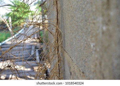tree roots hang By the wall