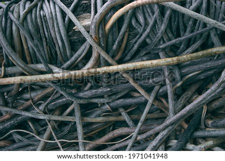tree roots intertwined background full frame, interconnected root system
