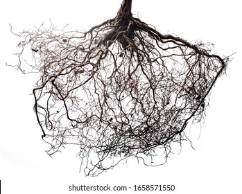 tree roots isolated on white background
