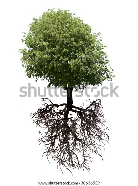 Tree Roots Isolated On White Stock Photo 30636559 | Shutterstock