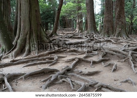 Tree roots lining the forest floor on the Kurama to Kibune hike Japan