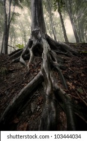 Tree Roots In Misty Forest Sepia Photo