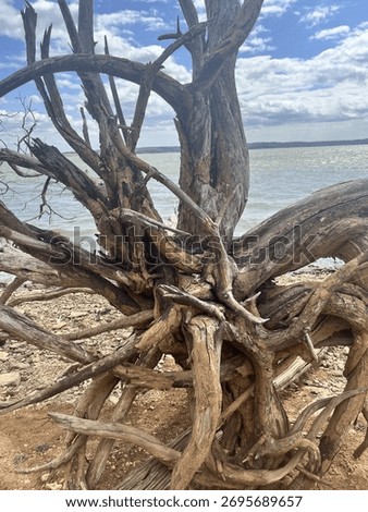 Tree Roots on a Beach