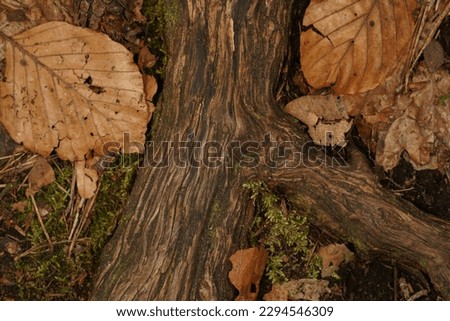 Tree roots on the forest floor with brown beech leaves on the sides