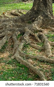 Tree roots on the grass