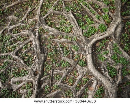 Tree roots on the ground