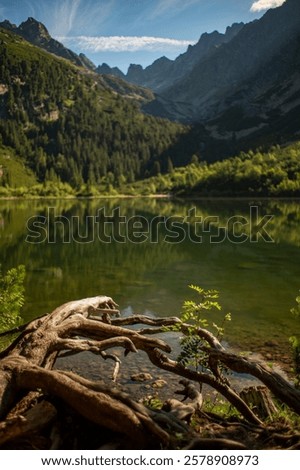 Similar – Image, Stock Photo Shore from roots in an inland water body
