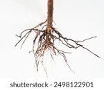 The tree roots on white background.close up tree roots.