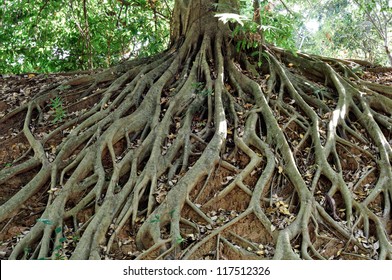 Tree Roots in park of Thailand.