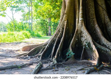 Tree Roots In Peruvian Amazon