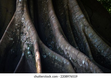 Tree Roots In Peruvian Amazon