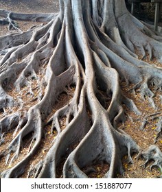 Tree Roots San Diego California 