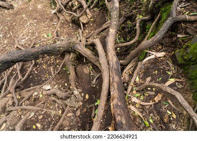 Tree Roots In Sewer Line Cost