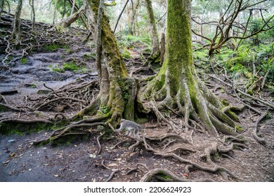 Tree Roots In Sewer Line Cost