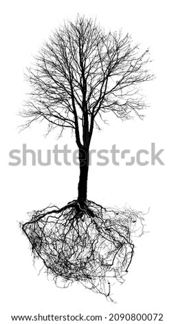 tree with roots silhouette isolated on white background