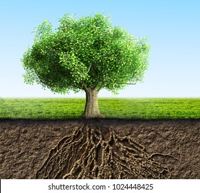tree with roots and soil