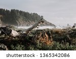 Tree Roots in Sunrise at La Push