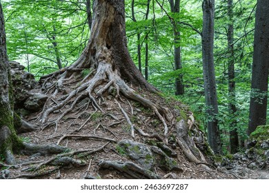 Tree roots at the surface of the ground in the forest