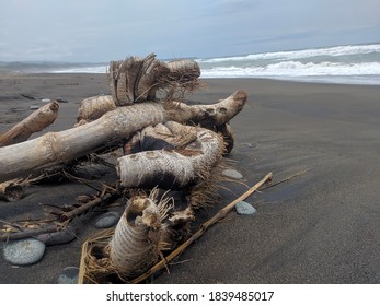 tree roots that crashed on the beach