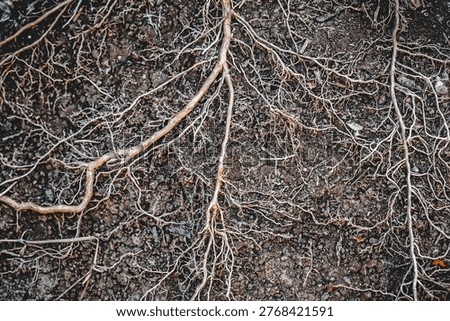 Tree roots that include both taproots and fibrous roots that branch out in the soil.